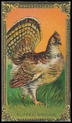 24 Rufted Grouse